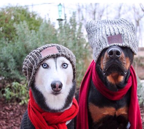 Matching Pfp Hats Dog Hat Meme Wearing Picdump Dogs Daily Hats Funny