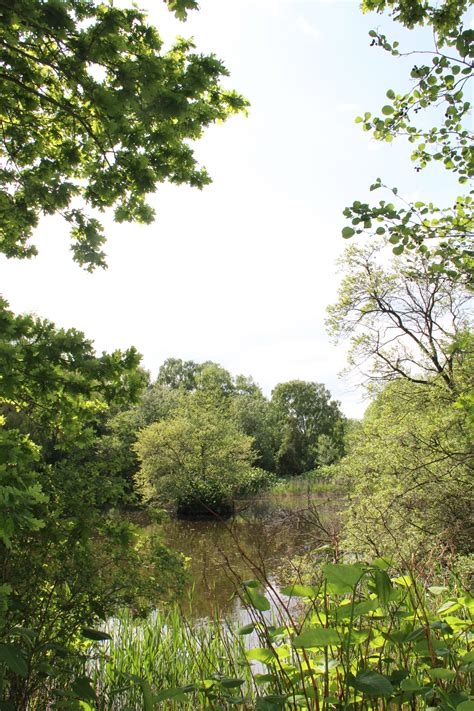 Hintergrundbilder Sonnenlicht Wald Garten Natur Grün Dschungel