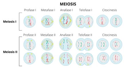 8 Fases De La Meiosis Coinarimapa