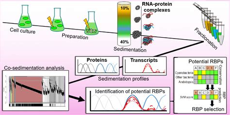 Maybe you would like to learn more about one of these? Plantae | Small Cells, Big Impact: RNA-Protein Complexes ...