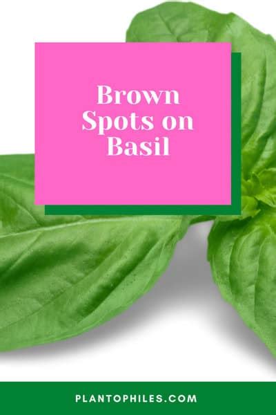 Brown Spots On Basil 6 Best Reasons And Treatments