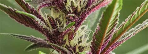 Purple Urkle Weed Strain Review And Information