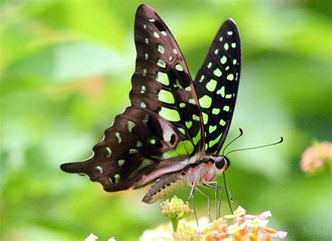 This is a list of butterfly species found in the kerala, india. Butterflies: BUTTERFLIES IN KERALA