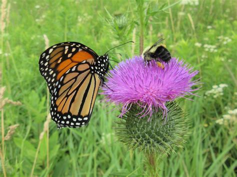 Nature Notes Pollinators Harpswell Heritage Land Trust