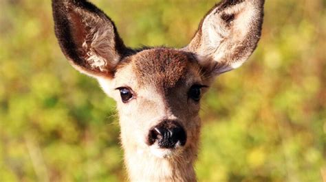 program to trap kill nuisance deer in elk ridge set to begin despite pushback