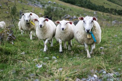 Happy Sheep Of Norway Nomadic Days