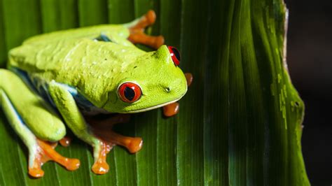 Download Frog Eye Animal Red Eyed Tree Frog 4k Ultra Hd Wallpaper