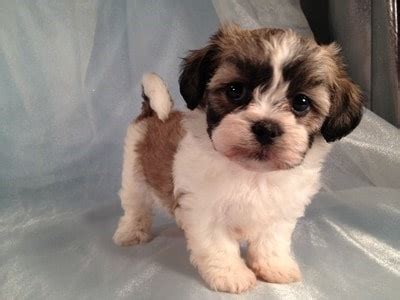 However, free shih tzu dogs and puppies are a rarity as rescues usually charge a small adoption fee to cover their expenses (usually less than. Zuchon (Shichon), Bichon Frise and Shih Tzu Mix ...