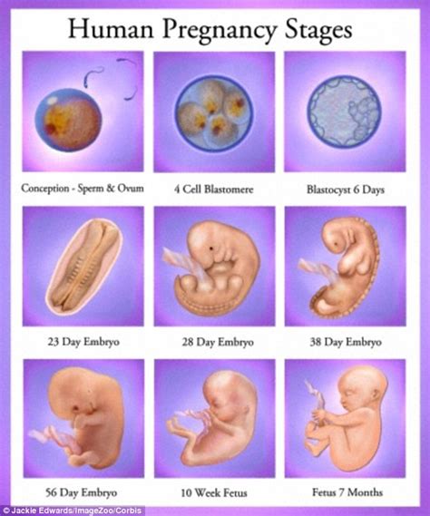 Development Of Baby In First Month Of Pregnancy Baby Viewer