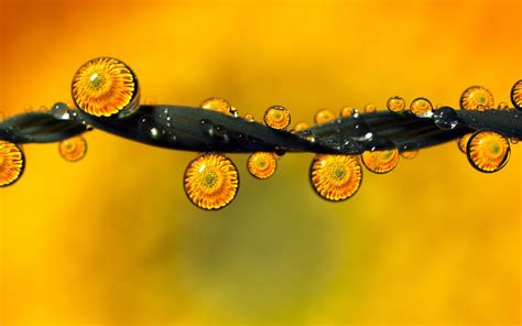 Dew Water Drops Reflection Flowers Leaf Wallpaper Nature And