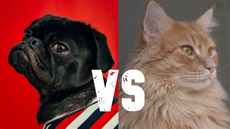 Dogs Vs Cats Which Pet Makes The Better Housemate Nz