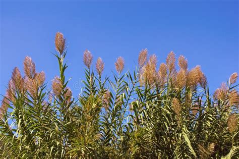 Panicle Reed Against Blue Stock Photos Free And Royalty Free Stock