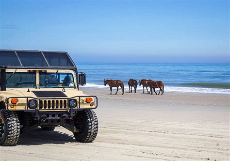 Records show he brought five hundred men, women, children, slaves and ninety horses in an attempt to establish a colony. Outer Banks Wild Horse Tours Corolla NC | Corolla nc ...