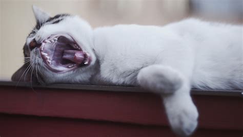 Cats And Cavities: Symptoms, Causes, & Treatments - CatTime