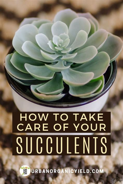 How To Properly Care For Succulents In 2020 Succulents Succulent Care Types Of Succulents Plants