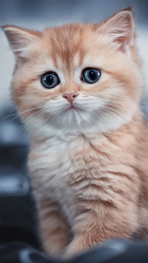 1080x1920 Cute Kitten 4k Iphone 76s6 Plus Pixel Xl One Plus 33t5