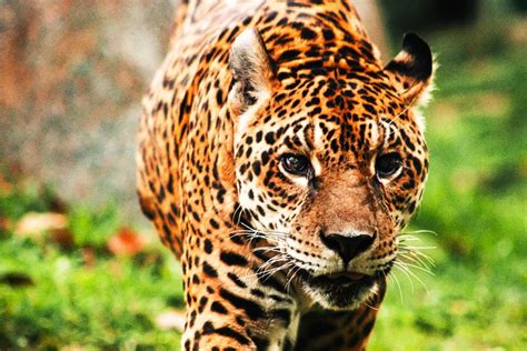 Animais Que Vivem No Rio