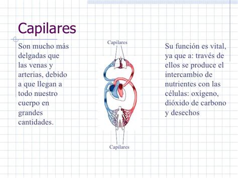 Diferencias Entre Arterias Y Venas Cuadros Comparativos E Infografias