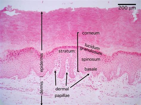 Histology Integument Cornified Skin Medical School Stuff Human
