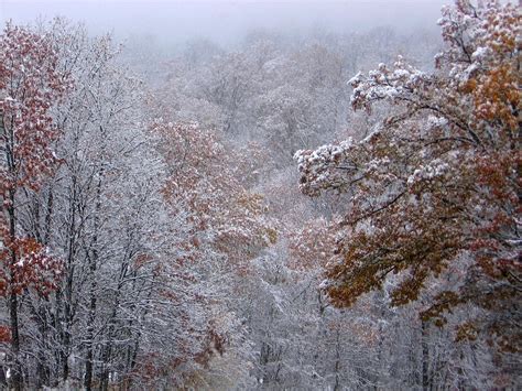 1600x1200 1600x1200 Autumn Trees Leaves Snow Wallpaper 