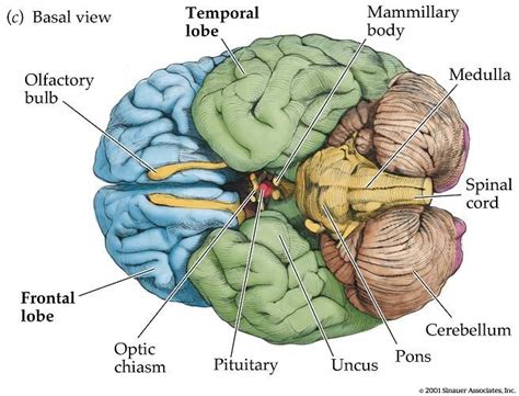 Pin By Gita Seti On Neuroanatomy Study Temporal Lobe Frontal Lobe