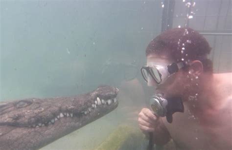 Crocodile Cage Diving In Victoria Falls