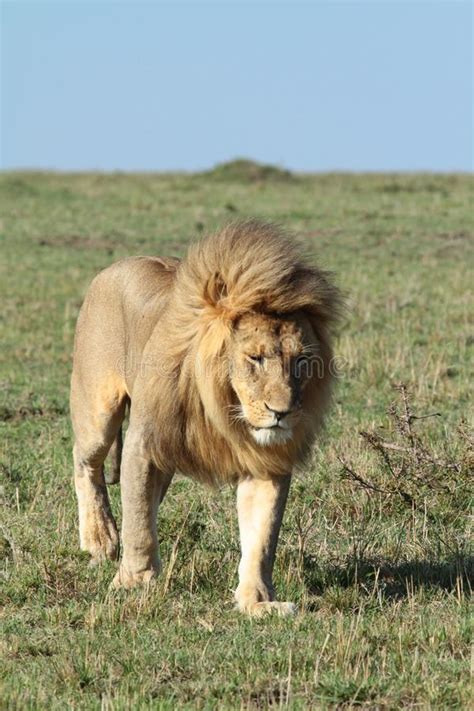 King Of The Mara African Lion Stock Photo Image Of Africa Jungle