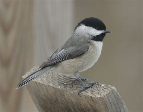 Wild Birds Found In South West Ohio Unique Rare Bird