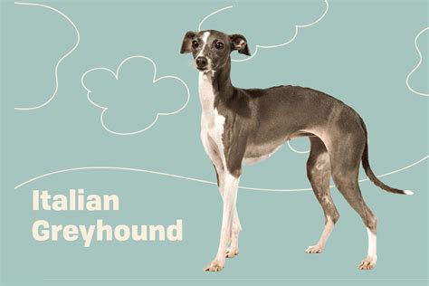 Italian Greyhound Breed Characteristics Care Photos Bechewy Atelier