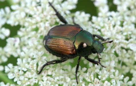 What Do Japanese Beetles Eat Kylon Powell