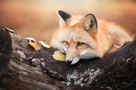 Enchanting Portraits Of A Red Fox Fubiz Media