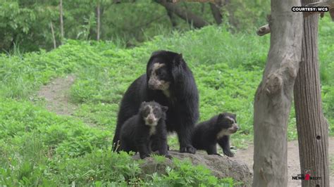 Just Beary Adorable Two Rare Andean Bear Cubs Make Their Debut At