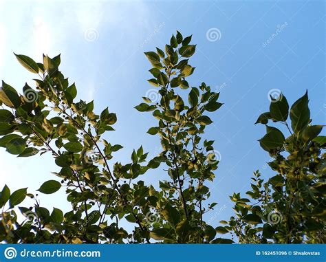 Green Foliage Of The Tree In Summer Stock Photo Image Of Landscape