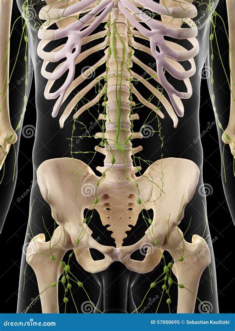 The Abdominal Lymph Nodes Stock Illustration Illustration Of Ilium