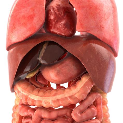 D Model Human Internal Organs Vr Ar Low Poly Cgtrader