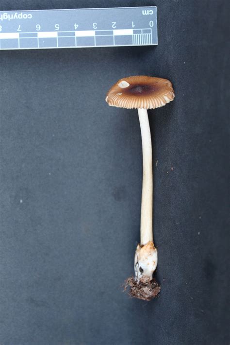 Amanita Fuligineodisca Tulloss Ovrebo And Halling Colombian Fungi Made