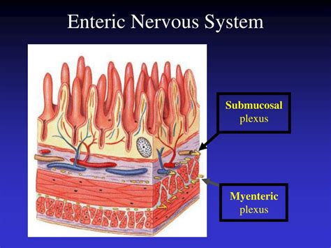 Here are a few other ways you can help calm your nerves by tuning into your body: PPT - The Gastrointestinal Tract PowerPoint Presentation ...