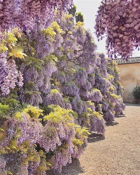 This 300 Year Old Wisteria Was A Sight To See At Cetinale One Of The