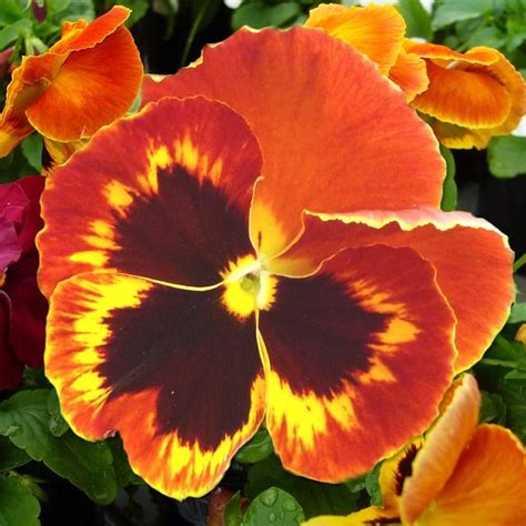 Pansy Bloom Flower Close Up Macro Orange Public Domain Cc0