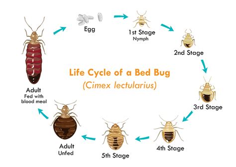 How Do Bed Bugs Reproduce Bed Bug Questions Answered
