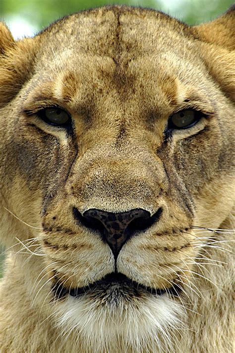 Lioness Face Photograph By Stuart Rosenthal