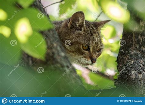 Feral Tabby Cat Hunting From A Tree Stock Photo Image Of Park Leaf