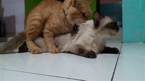 Kucing ini memiliki banyak sekali ciri kucing ini mulai populer di eropa pada tahun 1950an dengan nama colour point persian. Proses kucing kawin antara anggora dan himalaya - YouTube