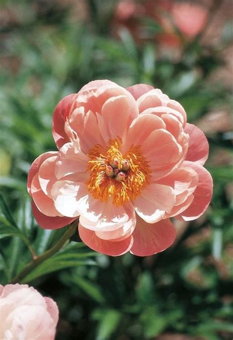 Paeonia Coral Charm Coral Charm Peony Coral Charm Peony Peonies