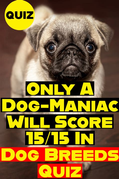 Dog Breeds Quiz Only A Dog Maniac Will Score 1515 With Images Dog