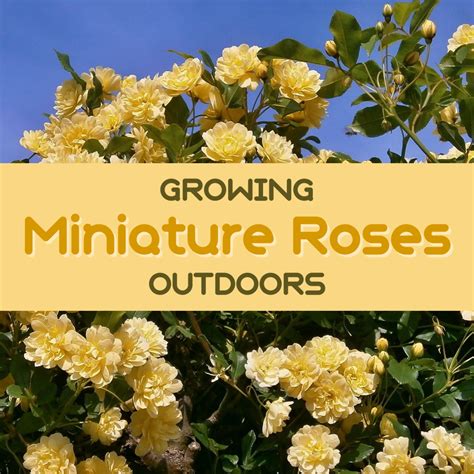 How To Plant A Miniature Rose Bush Outdoors Dengarden