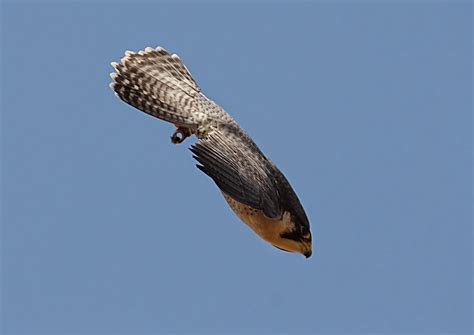 Skydivers can reach 150mph velocity but this is not even cruising speed for a peregrin falcon. aslay may cosh: 5 Fastest Animals in the World