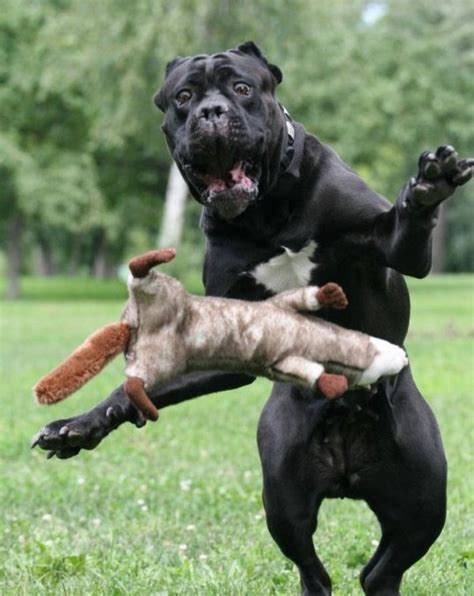 Omg Dog Funny Pictures Of Animals