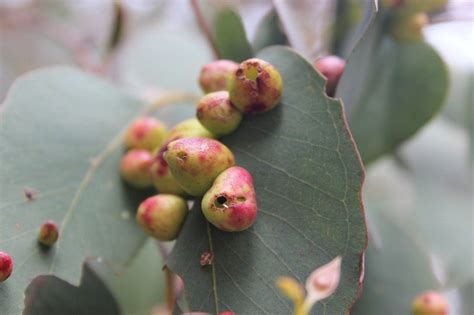 Your galls disease stock images are ready. Bumps On Leaves - What Does Leaf Gall Look Like And How To ...