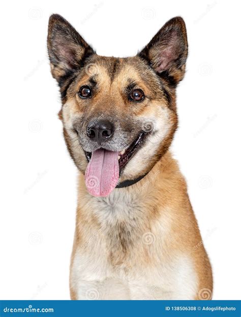Smiling Shepherd Mix Dog Closeup Extracted Stock Photo Image Of